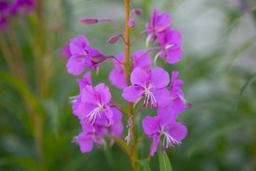 Ivan Chai. Narrow-leaved cypress blooms on the street in summer.