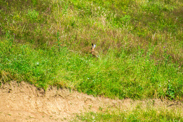 Rabbit running on the field