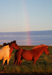 Rainbow horses 