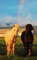 Black and white. Rainbow and icelandic horses 