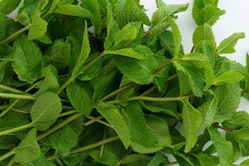 Freshly harvested organic mint on a white background