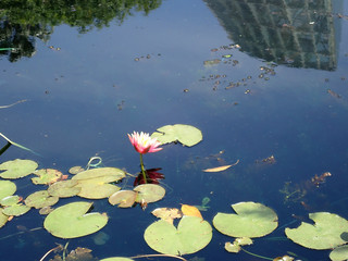 Pink Water Lily floating in a pond