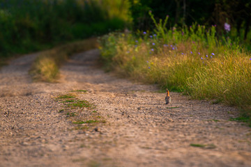 Wild hoopoe on the road