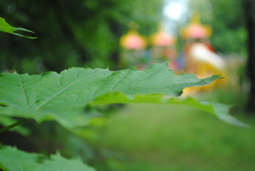 leaf with water drops