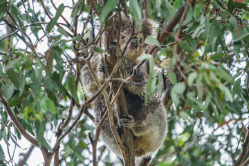 Koala auf einem Eukalyptus Baum in Victoria Australien