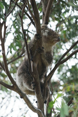Koala auf einem Eukalyptus Baum in Victoria Australien
