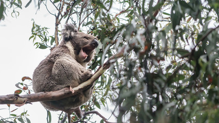 Koala auf einem Eukalyptus Baum in Victoria Australien