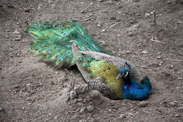 Бухара Узбекистан Bukhara Uzbekistan