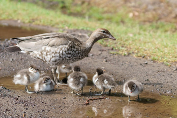 Ente mit Babys an einer Wasserpfütze in Victoria Australien