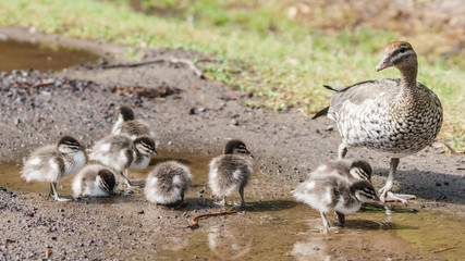 Ente mit Babys an einer Wasserpfütze in Victoria Australien