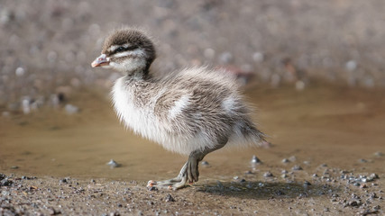 Jungtiere Entenbabys an einer Pfütze