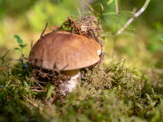 in forest mushroom with blur background 