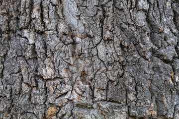 Closeup Grayish Tree Bark Texture Useful for Background	 and Overlay