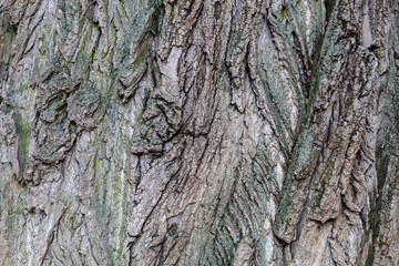 Closeup Grayish Tree Bark Texture Useful for Background	 and Overlay