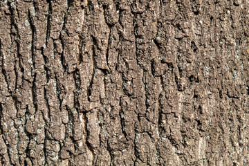 Closeup Brownish Tree Bark Texture Useful for Background	 and Overlay