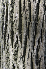 Obraz premium Old weathered Bark of chestnut tree.
