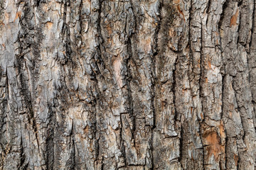 Closeup Brownish Tree Bark Texture Useful for Background	 and Overlay