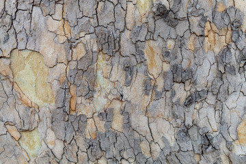 Old Weathered Colorful Tree Bark Texture