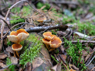 in forest mushroom with blur background 