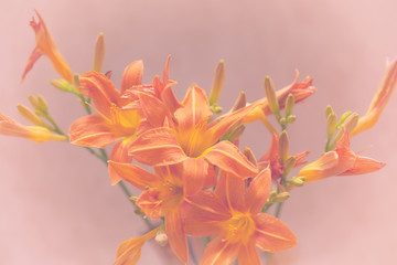 Fototapeta na wymiar Blooming lilies close-up. Photo in vintage style