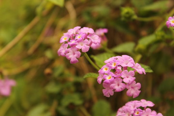 Indian Purple flower-Taken on Canon DSLR with no editing