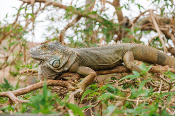 A huge elderly green iguana lies on a tree