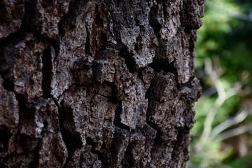 close up of a tree