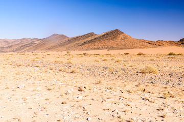 Dry grass with small trees and shrubs in the Namib-Nauklauft National Park, Namibia