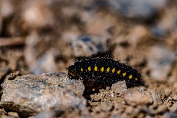 caterpillar