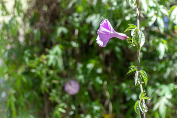 Una flor en la bosque