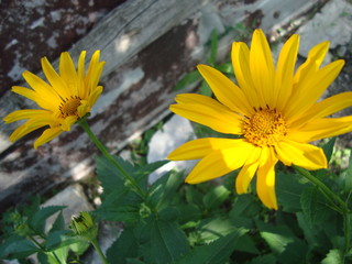 Large yellow flowers of Heliopsis (helianthoides).