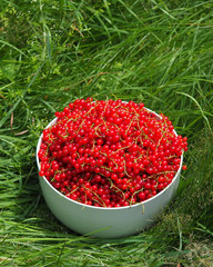 Rote Johannisbeeren frisch nach der Ernte in Schüssel auf der Wiese / Ribes rubrum, Garten-Johannisbeere / Rote Ribisel