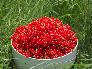 Rote Johannisbeeren frisch nach der Ernte in Schüssel auf der Wiese / Ribes rubrum, Garten-Johannisbeere / Rote Ribisel