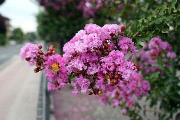 Кастильоне-дель-Лаго Castiglione del Lago