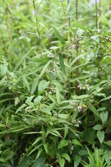 Obraz premium Skunk vine (Paederia scandens) flowers / Skunk vine is also a medicinal plant with a bad smell in its leaves and stems.