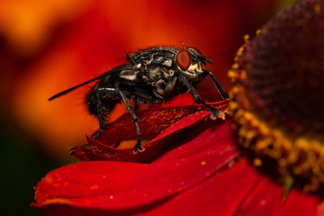 common house fly macro image on a red flower