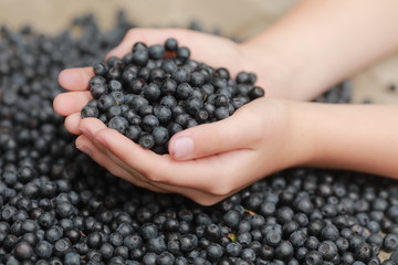 handful of blueberries in hands
