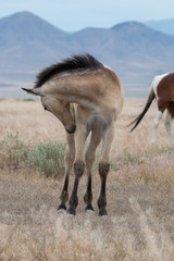 Baby Wild Horse