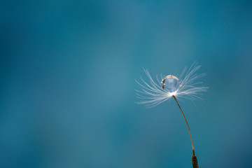 Dandelion. Beautiful dew drop on a dandelion seed macro. Beautiful soft light blue background. Water drop on a parachute dandelion on a beautiful blue. Soft dreamy tender artistic image form.