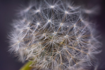 Closeup of dandelion on natural background, template for design of text cards.