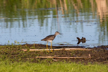 The  Lesser Yellowlegs (Tringa flavipes). Medium-sized shorebird in the swamp protected area. 