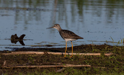 The  Lesser Yellowlegs (Tringa flavipes). Medium-sized shorebird in the swamp protected area. 