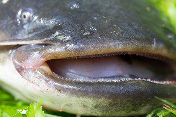 Wels Catfish – Silurus glanis – in detail