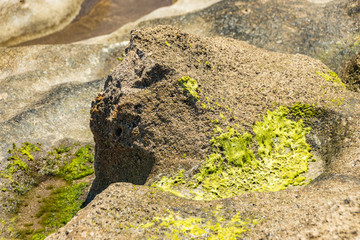 Selective center focus close up. Beach sand stone covered with algae and surraunding by holies with sea water. Natural texture background. Summer travel freedom adventure concept