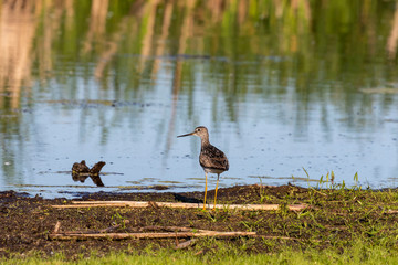 The  Lesser Yellowlegs (Tringa flavipes). Medium-sized shorebird in the swamp protected area. 