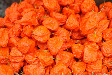 Colorful orange Chinese lantern plants or Japanese hozuki
