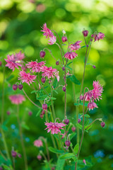 Pink aquilegia vulgaris (Granny Bonnets) flowers in a garden...