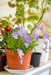 summer flowers in the pot