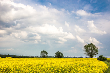 Obraz premium field of a rape on a sunny day