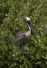 Photograph of a Pelican standing on a tree, taken in Holbox, Mexico